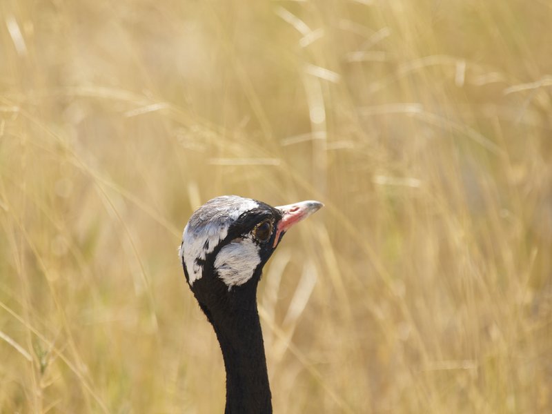 Etosha National Park, Black korhaan